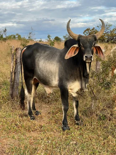 Guzerá 
