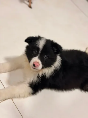 Filhote de border collie
