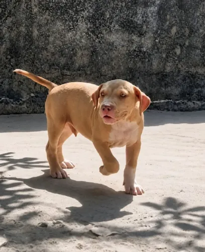 Pit monster (brazilian bull)