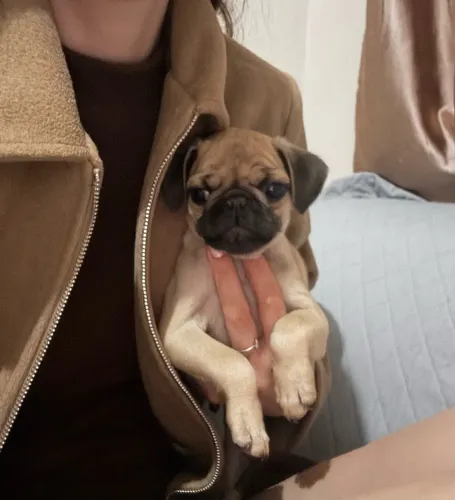 Pugs machos a venda