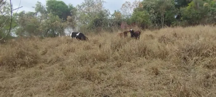 Sítio em Itaguara - MG -Otima topografia Água corrente nos fundos com possibilidade de faz