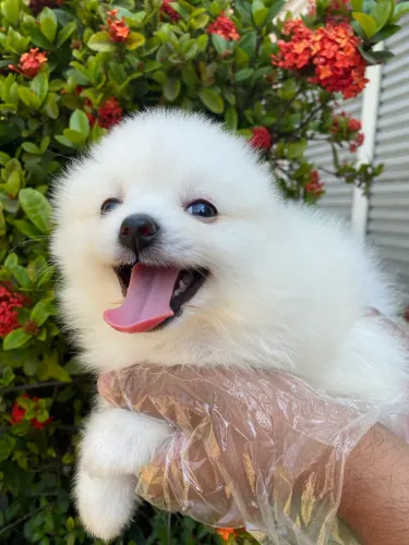 Lindos bebês Spitz alemão