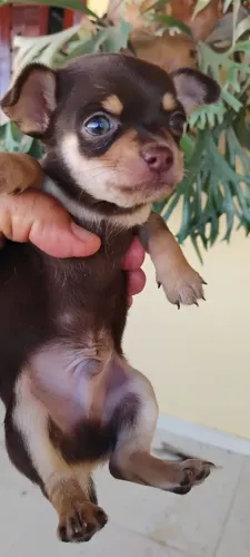 Chiuaua