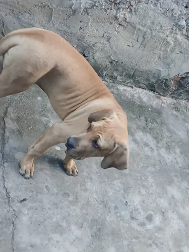 Vendo filhote de fila brasileiro