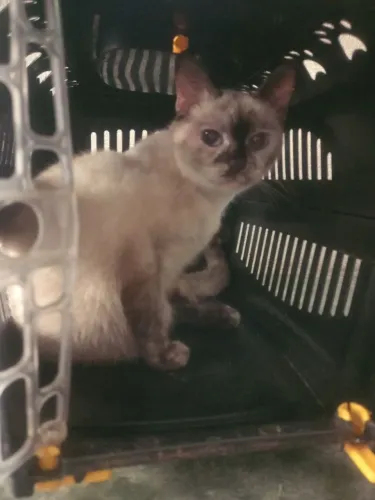 Estou Doando uma Gata fêmea castrada e vacinada