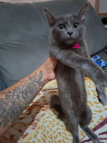 Adoção de uma gata fêmea