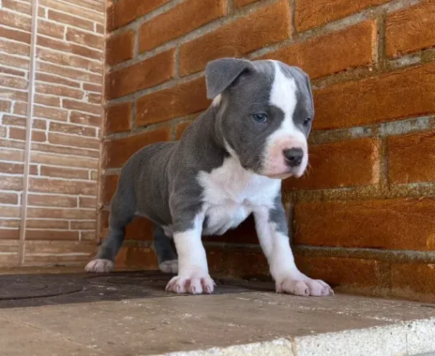 Um coração enorme em quatro patas ? Pit Bull até 12x sem juros