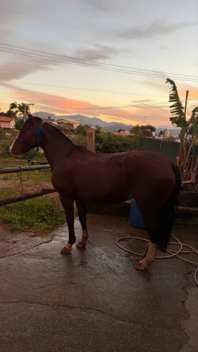 Égua crioula 