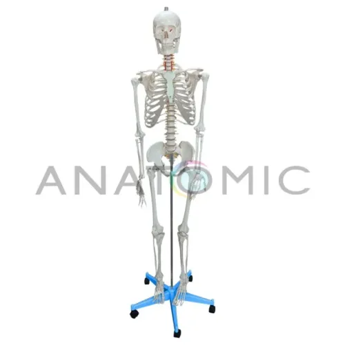 Esqueleto Humano Padrão 1,70m Anatomic