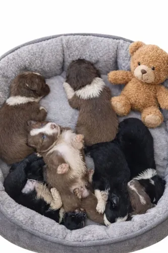 Filhotes de border collie