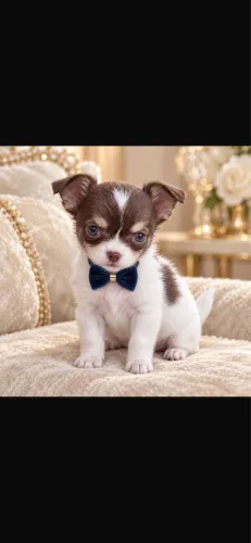 Chihuahua!!!! O presente q emociona