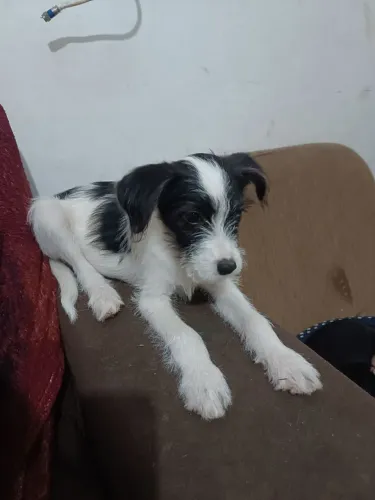 Doação fêmea porte pequeno 