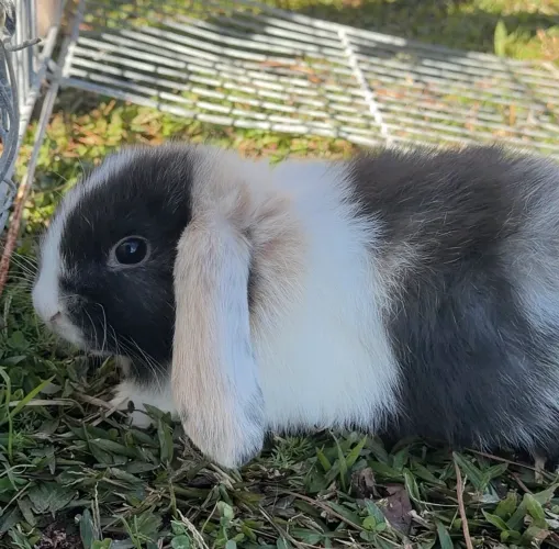 mini lop 