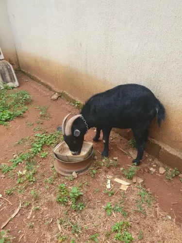 Animal de estimação