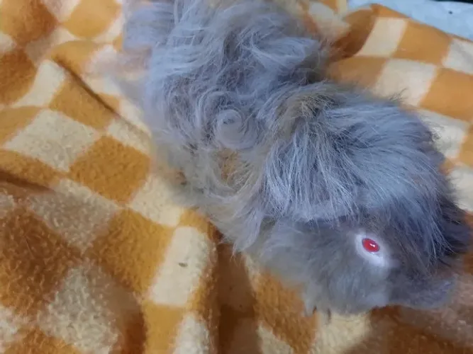 Porquinho da índia Lunkarya