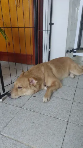 Babá de pets e cats! 