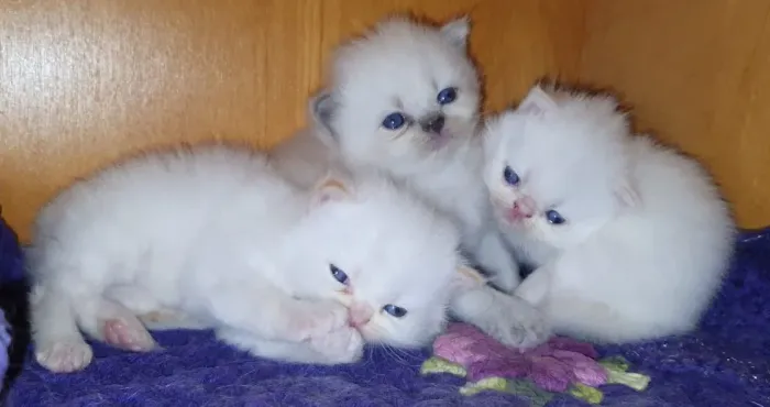 Gato persa filhote