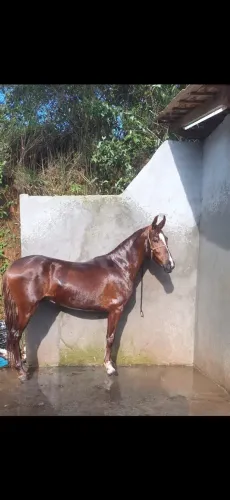 Vende se cavalo garanhão