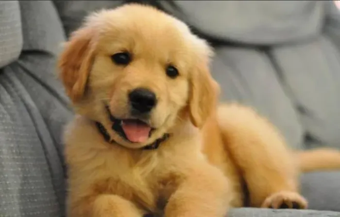 Golden Retriever Filhote O Companheiro Para Uma Vida de Bons Momentos
