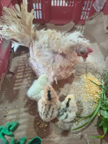 Galinha garnisé pintinhos