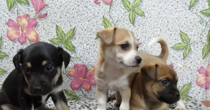 salsichinha x pinscher  Respondo pelo 9.9751.6491