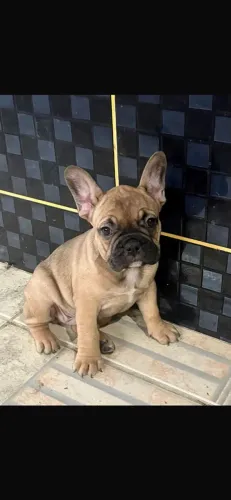 Bull dog francês