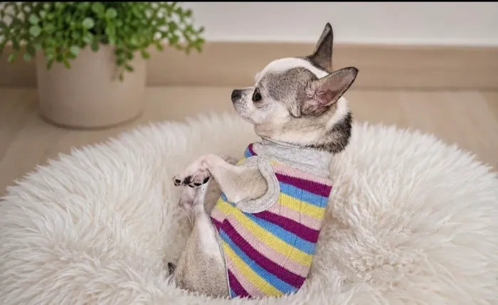 CHIHUAHUA FÊMEA CASTRADA