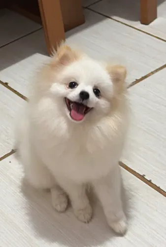 Spitz alemão