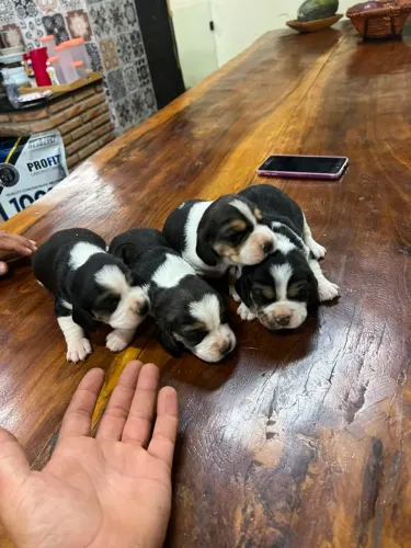 Venda Filhotes de Beagles tricolores