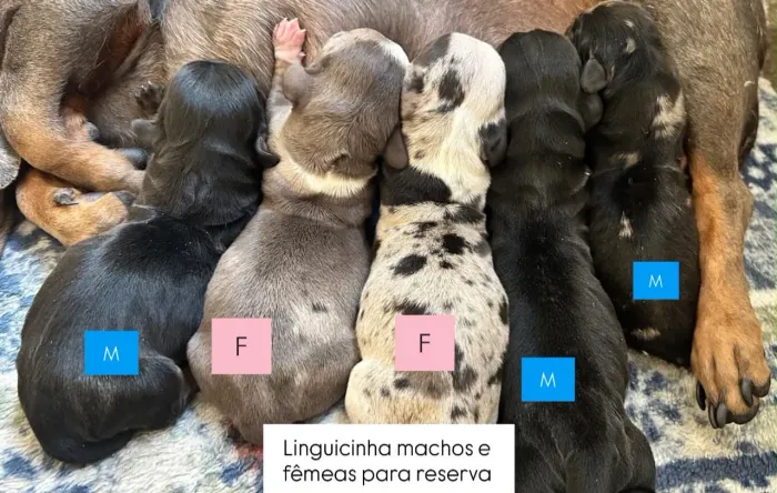 Dachshunds machos e fêmeas 