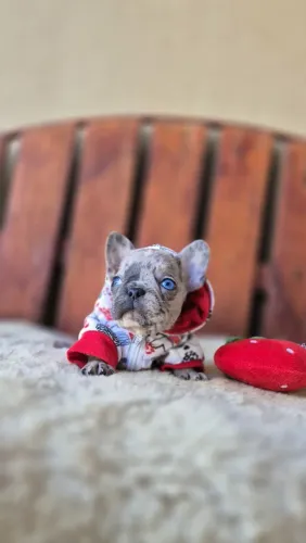 Buldogue francês