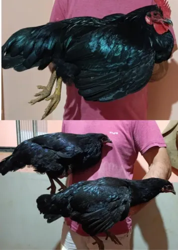 Trio Galinha Negra Poedeira 