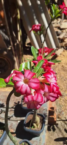 Rosa do Deserto Simples