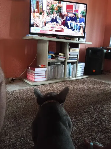 Micro Bully exótic     