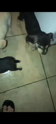 Adoção consciente