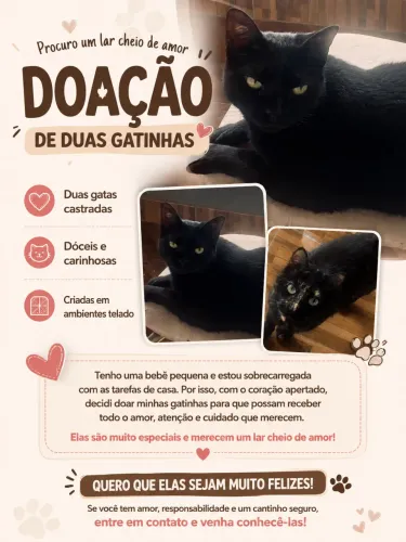 Doação de gatas