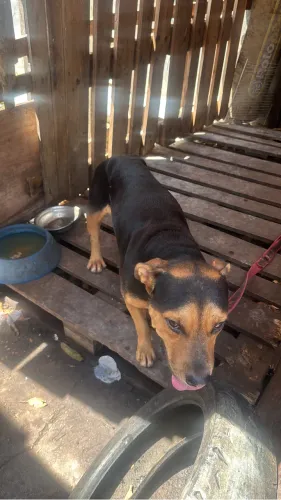 Cachorro Pitbull c/ Rotweiller 1 ano Dócil e saudável