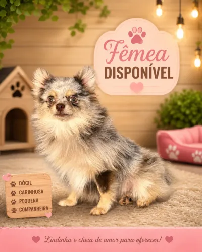 Spitz chocomerle fêmea 6 meses