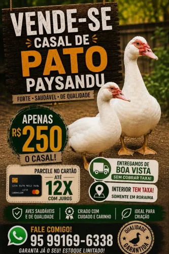 Vendo casal de patoa da raça paysandu
