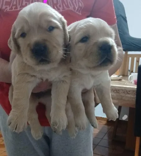 Golden Retriever filhotes lindos disponíveis