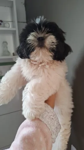 Lindo Macho de Shitzu 2° Dose da Vacina 