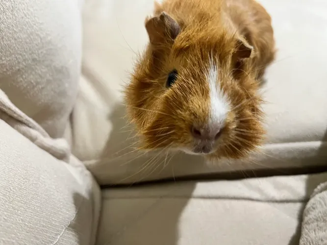 Porquinho da Índia Macho - 4 Meses