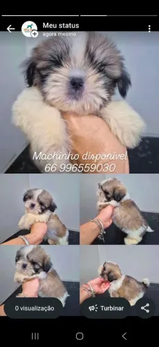 Shih Tzu macho 