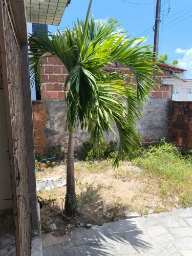 Vendo palmeira