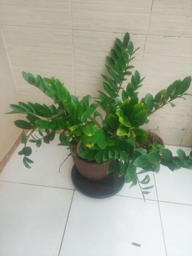 planta com vaso