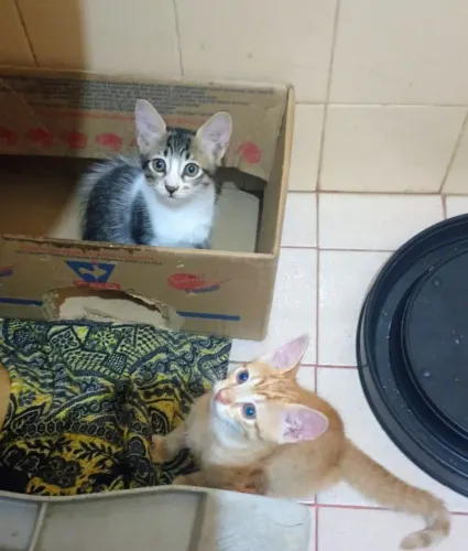 Gato laranja e gato cinza, 2meses