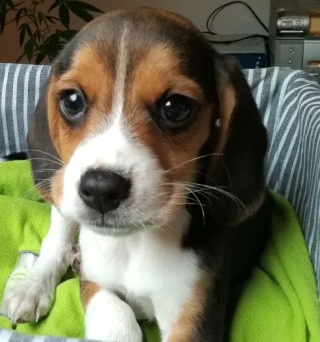 Beagle: a escolha ideal pra transformar sua rotina