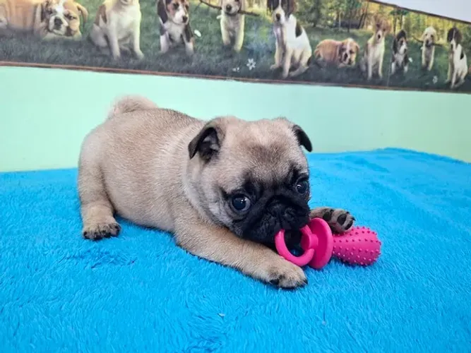 Pug - Lindíssima Fêmea Disponível!