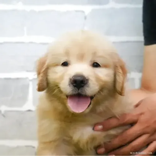 Cãozinho meigo e brincalhão Golden Retriever
