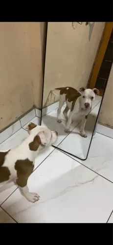 Pitbull 